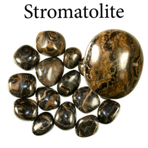 Stromatolite