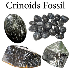 Fossil, Crinoids