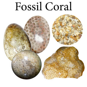 Fossil, Coral