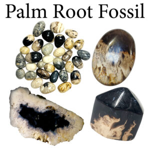 Fossil, Palm Root